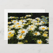 Hübsches Foto White Daisies Garden Postkarte (Vorne/Hinten)