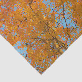 Hübsches GelbAspen-Foto Seidenpapier (Ausschnitt)