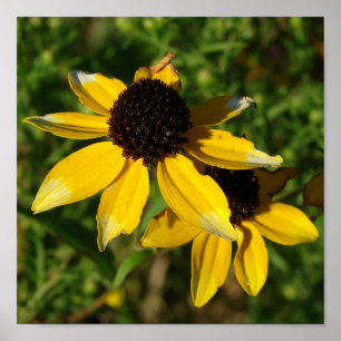 Hübsches Gelbblütenviertel Poster