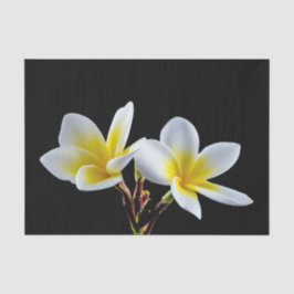 Hübsches Gelbes Plumeria Floral Foto Seidenpapier