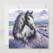 Hübsches Graupferd Stehend in Lavendel (Vorderseite)