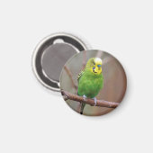 Hübsches Green Budgie Foto Magnet (Vorderseite/Rückseite)