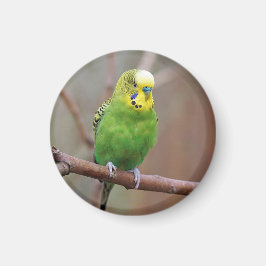 Hübsches Green Budgie Foto Magnet