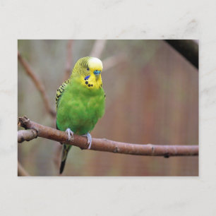 Hübsches Green Budgie Foto Postkarte