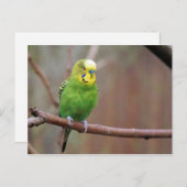 Hübsches Green Budgie Foto Postkarte (Vorne/Hinten)