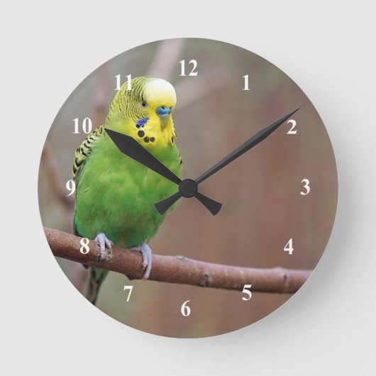 Hübsches Green Budgie Foto Runde Wanduhr (Vorderseite)