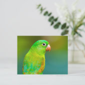 Hübsches Grünes Papagei-Foto Postkarte (Stehend Vorderseite)