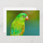 Hübsches Grünes Papagei-Foto Postkarte (Vorne/Hinten)