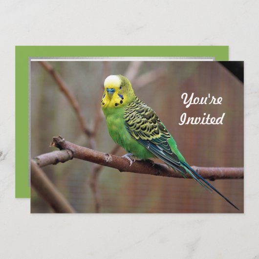 Hübsches grünes Parakeet Foto Geburtstag Einladung (Vorne/Hinten)