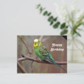 Hübsches grünes Parakeet Foto Geburtstag Postkarte (Stehend Vorderseite)