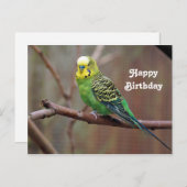 Hübsches grünes Parakeet Foto Geburtstag Postkarte (Vorne/Hinten)