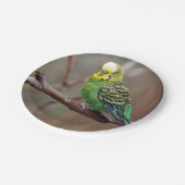 Hübsches grünes Paraket-Foto Pappteller (Schrägansicht)
