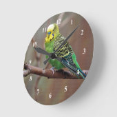 Hübsches grünes Paraket-Foto Runde Wanduhr (Winkel)