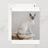 Hübsches Kätzchen Postkarte (Vorne/Hinten)