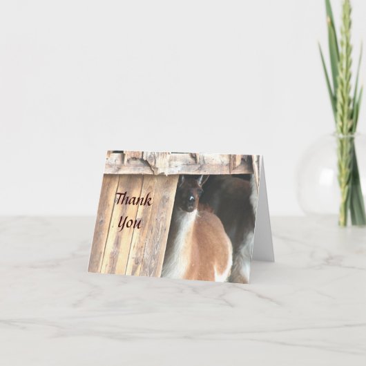 Hübsches Lama Farm Animal Danke Karte (Vorderseite)