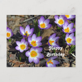 Hübsches Lila Crocus Floral Foto Geburtstag Postkarte