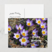 Hübsches Lila Crocus Floral Foto Geburtstag Postkarte (Vorne/Hinten)