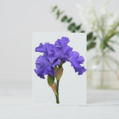 Hübsches Lila Iris Floral Foto Postkarte (Stehend Vorderseite)