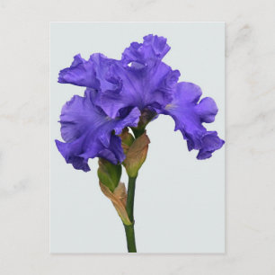 Hübsches Lila Iris Floral Foto Postkarte