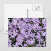 Hübsches Lila Phlox Postkarte (Vorne/Hinten)