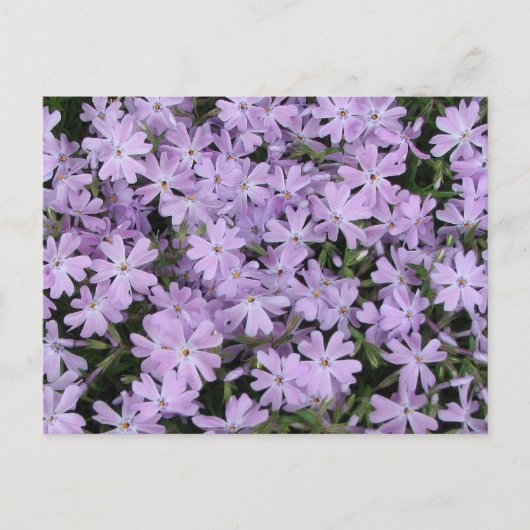 Hübsches Lila Phlox Postkarte (Vorderseite)
