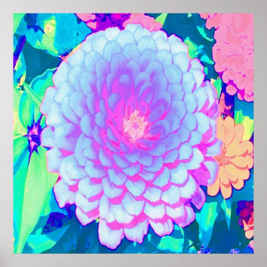 Hübsches Lila und rosa Zinnia im Sommergarten Poster (Vorne)