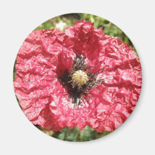 Hübsches Macro Magnet für Red Poppy Blume