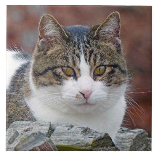 Hübsches Mädchen Fliese (Vorderseite)