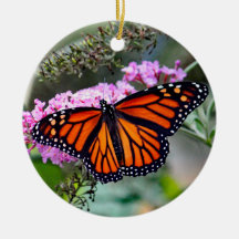 Hübsches Monarch Butterfly-Foto