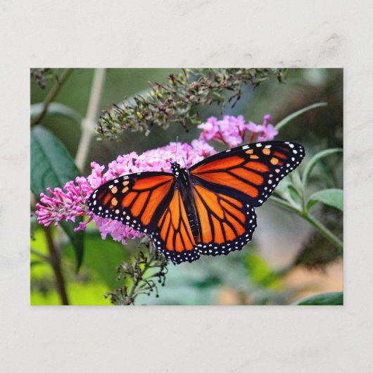 Hübsches Monarch Butterfly-Foto Postkarte (Vorderseite)