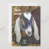 Hübsches Nubian Goat Foto Geburtstag Einladung (Vorderseite)