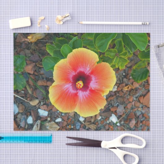 Hübsches Orange Hibiskus Blumenkraut Foto Seidenpapier (Handwerk)