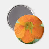 Hübsches Orange Nasturtium Blume Magnet (Vorderseite/Rückseite)