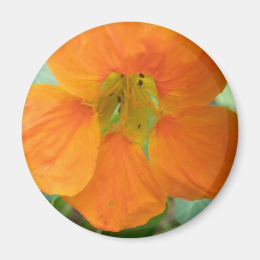 Hübsches Orange Nasturtium Blume Magnet (Vorne)