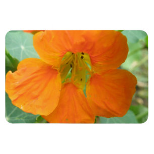 Hübsches Orange Nasturtium Blume Premium Magnet
