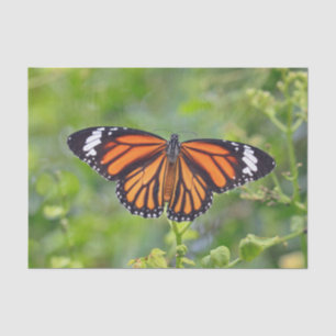 Hübsches Orange Strip Butterfly Foto Seidenpapier