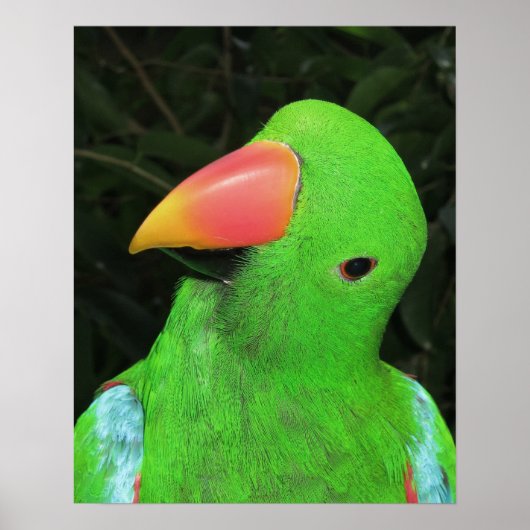Hübsches Papageienplakat Poster (Vorne)