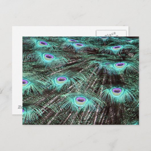 Hübsches Peacock Feathers Foto Postkarte (Vorne/Hinten)