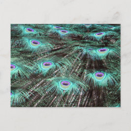 Hübsches Peacock Feathers Foto Postkarte