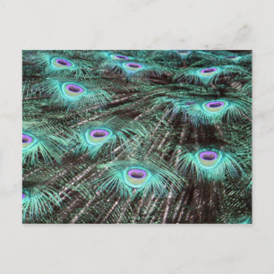 Hübsches Peacock Feathers Foto Postkarte