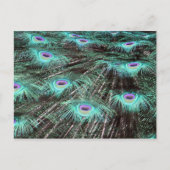 Hübsches Peacock Feathers Foto Postkarte (Vorderseite)