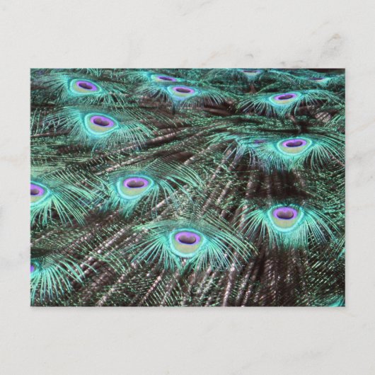 Hübsches Peacock Feathers Foto Postkarte (Vorderseite)