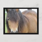 Hübsches Pferd Postkarte (Vorderseite)