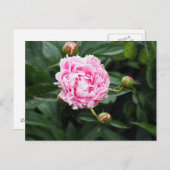 Hübsches Pink Peony Floral Foto Postkarte (Vorne/Hinten)