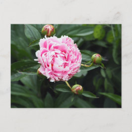 Hübsches Pink Peony Floral Foto Postkarte