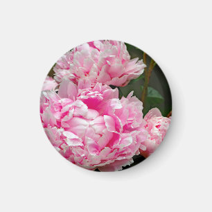 Hübsches Pink Peonys Blumengebirge Foto Magnet