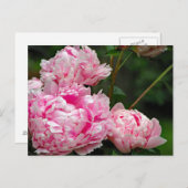 Hübsches Pink Peonys Foto Postkarte (Vorne/Hinten)