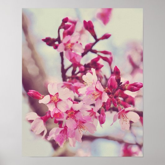 Hübsches Pink Tree Blossom Foto Poster (Vorne)