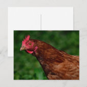Hübsches Red Chicken Face Foto Postkarte (Vorne/Hinten)