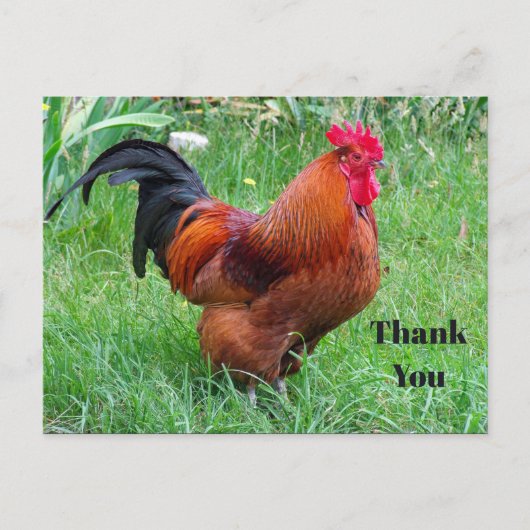 Hübsches Red Chicken Profile Foto Vielen Dank Postkarte (Vorderseite)